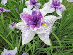 ばんりのひびき　万里の響