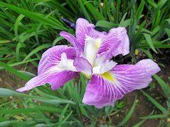 べにこうし　紅公子