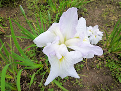 べにちどり　紅千鳥