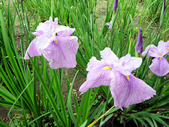 べにのいと　紅の糸