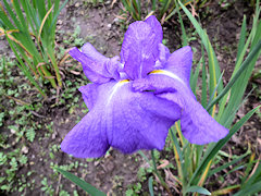 ほうらいさん　蓬莱山