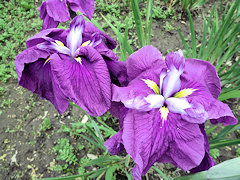 まいこのはま　舞子の浜