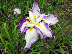 みこかぐら　神子神楽