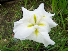 みずたまぼし　水玉星