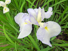 みずのひかり　水の光