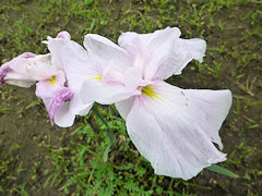 みよしの　美吉野