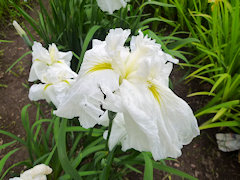 ゆきあらし　雪嵐