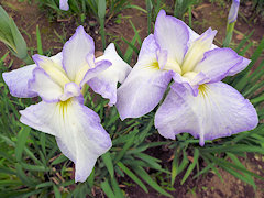 れんしょう　蓮生