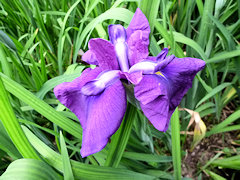 わかむらさき　若紫