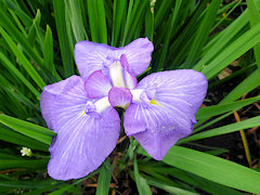 わだづみ　和田津海