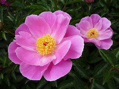 �V���N�i�Q