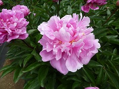 あかねぐも　茜雲