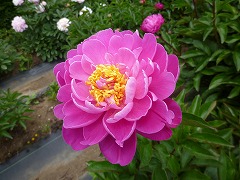 あぼうきゅう　阿房宮