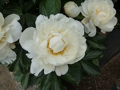 あらたま　新珠