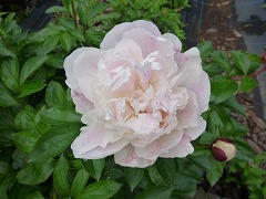 あらなみ　荒波