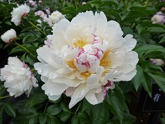 ありあけ　有明