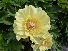 イエロードリーム