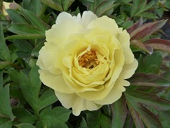 イエローヘブン