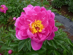 いつれい　いつ麗