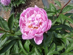 いんれいか　陰麗華