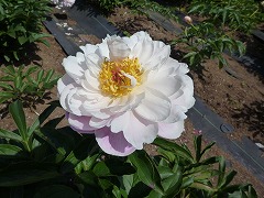 うきべに　浮紅