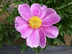 うんがい　雲外