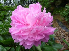 えいしのかがり　衛士の篝