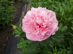 エッチドサーモン