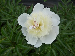 おおぎょくはい　大玉盃