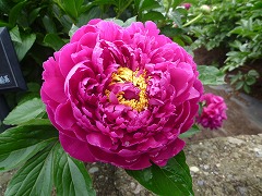 おおさかずき　大盃