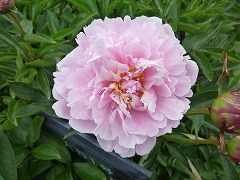 おおたにいちごう　大谷一号