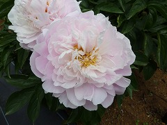 おおたにもも　大谷桃