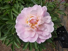 おおたにわせ　大谷早生