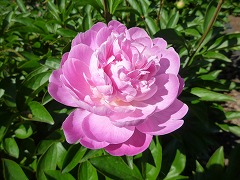 おおつばき　大椿