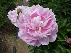 おおてまり　大手鞠