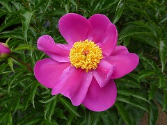 おおはないかだ　大花筏