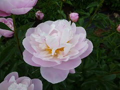 おおれんげ　大蓮華