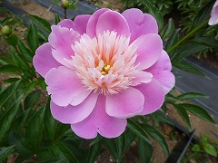 おもかげ　面影