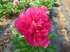 オランダシャクヤク