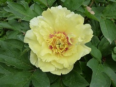 オリエンタルゴールド