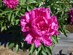 かいらく　偕楽