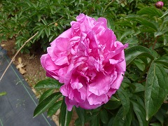 かがりび　篝火