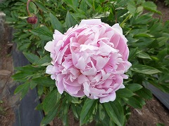 かじんのゆめ　佳人の夢