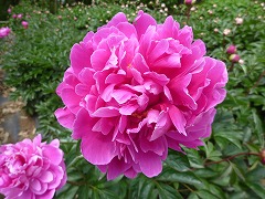 がんしょう　含笑