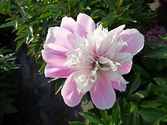 きみじょう　喜見城