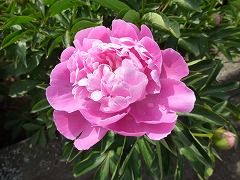 きょうこう　嬌紅