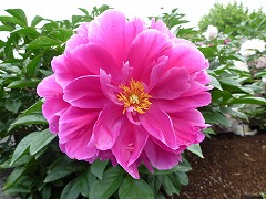 きょうちゅうのかたち　鏡中の容