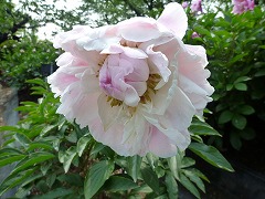 ぎょくてんこう　玉天香