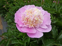 ぎょくぼう　玉貌