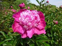 きんうん　金雲